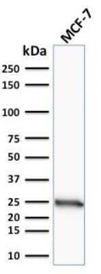 Western Blot: Bcl-2 Antibody (100/D5)Azide and BSA Free [NBP2-33315]