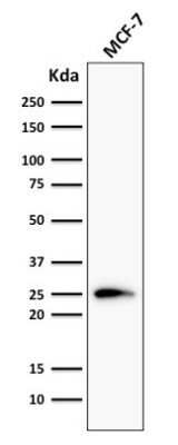 Western Blot: Bcl-2 Antibody (124)Azide and BSA Free [NBP2-34513]