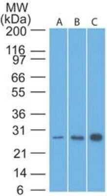 Western Blot: Bcl-2 Antibody (8C8) [NBP2-29630]