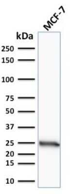 Western Blot: Bcl-2 Antibody (SPM117)Azide and BSA Free [NBP2-34440]