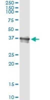 Immunoprecipitation: Bcl G Antibody (1D11) [H00079370-M02]