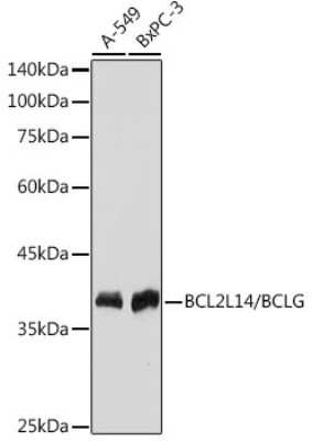 Western Blot: Bcl G Antibody (6R9F3) [NBP3-15746]