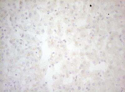 Immunohistochemistry-Paraffin: Bcl G Antibody (OTI6D1) [NBP2-46570]