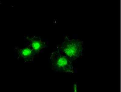 Immunocytochemistry/ Immunofluorescence: Bcl-xL Antibody (OTI4A9) - Azide and BSA Free [NBP2-70247]