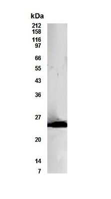 Western Blot: Bcl-10 AntibodyBSA Free [NB500-215]
