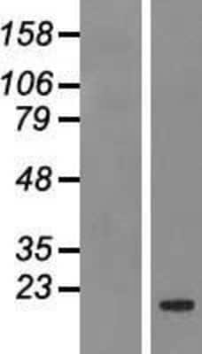 Western Blot: Bcl-2 related protein A1 Overexpression Lysate [NBP2-07920]