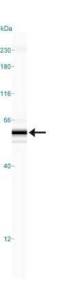 Simple Western: Beclin 1 AntibodyBSA Free [NB500-249]