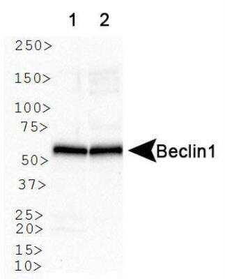 Western Blot: Beclin 1 Antibody Pack [NB910-95609]