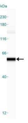 Simple Western: Beclin 1 AntibodyBSA Free [NB110-87318]