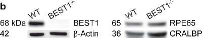 Knockout Validated: Bestrophin 1 Antibody (E6-6) - BSA Free [NB300-164]