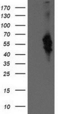 Flow Cytometry: Bestrophin 3 Antibody (OTI2H3) - Azide and BSA Free [NBP2-72407]
