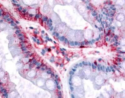 Immunohistochemistry-Paraffin: Bestrophin 4 Antibody - BSA Free [NB110-55612]
