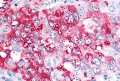 Immunohistochemistry-Paraffin: Bestrophin 4 Antibody - BSA Free [NB110-55612]