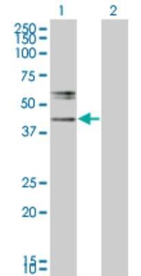 Western Blot: Beta-1,3-N-Acetylglucosaminyltransferase 2/B3GNT2 Antibody (1A8) [H00010678-M05]