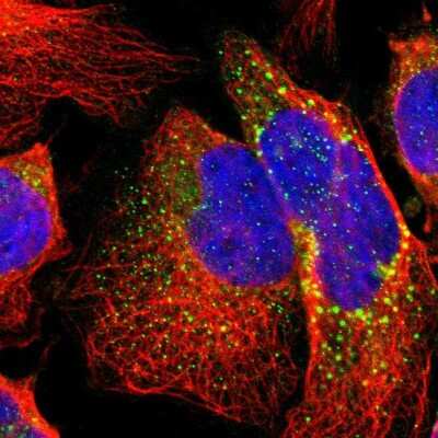 Immunocytochemistry/ Immunofluorescence: Beta-1,3-N-Acetylglucosaminyltransferase 2/B3GNT2 Antibody [NBP1-88951]