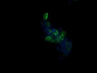 Immunocytochemistry/ Immunofluorescence: Beta-1,3-N-Acetylglucosaminyltransferase 2/B3GNT2 Antibody (OTI3A9) - Azide and BSA Free [NBP2-71624]