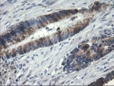 Immunohistochemistry: Beta-1,3-N-Acetylglucosaminyltransferase 2/B3GNT2 Antibody (OTI3A9) - Azide and BSA Free [NBP2-71624]
