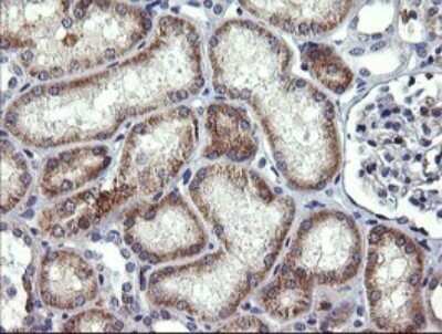 Immunohistochemistry: Beta-1,3-N-Acetylglucosaminyltransferase 2/B3GNT2 Antibody (OTI3A9) - Azide and BSA Free [NBP2-71624]