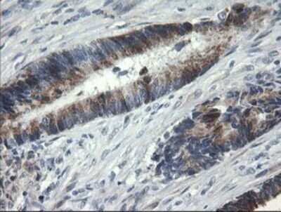 Immunohistochemistry: Beta-1,3-N-Acetylglucosaminyltransferase 2/B3GNT2 Antibody (OTI3A9) [NBP2-45527]