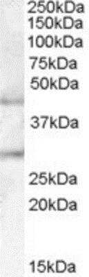Western Blot: Beta-1,3-N-Acetylglucosaminyltransferase 2/B3GNT2 Antibody [NBP1-00158]