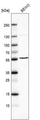 Western Blot: Beta-1,3-N-Acetylglucosaminyltransferase 2/B3GNT2 Antibody [NBP1-88951]