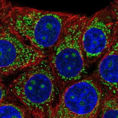 Immunocytochemistry/ Immunofluorescence: Beta-1,3-N-Acetylglucosaminyltransferase 4/B3GNT4 Antibody [NBP2-30927]