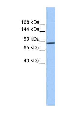 Western Blot: Beta 2 Adaptin Antibody [NBP1-56481]