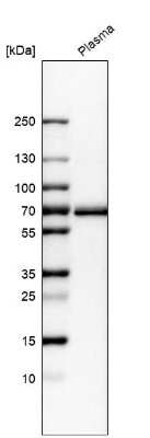 Western Blot: Beta Ig-h3/TGFBI Antibody [NBP2-48534]