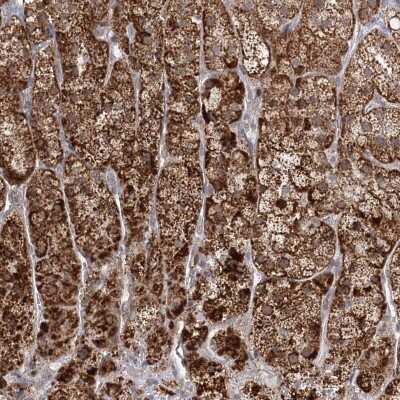 Immunohistochemistry-Paraffin: LACTB Antibody [NBP1-91700]