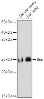 Western Blot: Bim Antibody (3R0T2) [NBP3-15867]