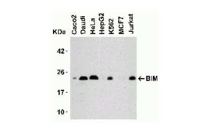 Western Blot: Bim AntibodyBSA Free [NBP1-76963]