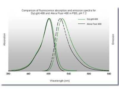 ELISA: Biotin Antibody [NB120-6643]