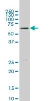 Western Blot: Blk Antibody (7A12) [H00000640-M02]