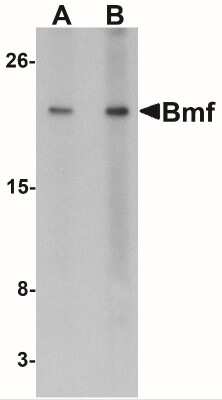 Western Blot: Bmf AntibodyBSA Free [NBP1-76666]