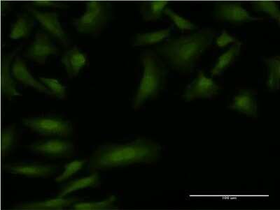 Immunocytochemistry/ Immunofluorescence: Boll Antibody (5H8) [H00066037-M08]