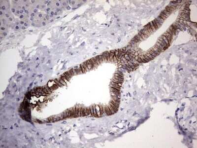 Immunohistochemistry: Boll Antibody (OTI2D11) - Azide and BSA Free [NBP2-72180]