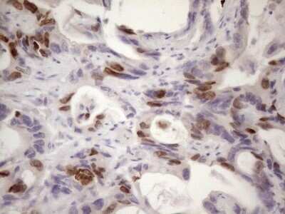 Immunohistochemistry: Borealin Antibody (OTI4G3) - Azide and BSA Free [NBP2-71988]