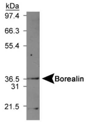 Western Blot: Borealin Antibody [NBP1-22832]