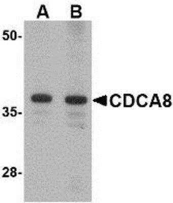 Western Blot: Borealin AntibodyBSA Free [NBP1-77330]