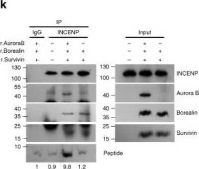 Western Blot: Borealin Antibody [NBP1-89951]