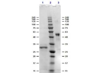 SDS-PAGE: Bovine IgG Fc Isotype Control [NBP1-97044]