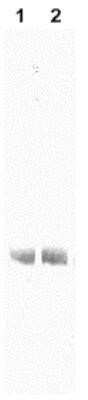 Western Blot: Bovine Serum Albumin Antibody (5F9) [NB600-868]