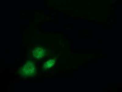 Immunocytochemistry/ Immunofluorescence: Breast cancer suppressor candidate 1 Antibody (OTI3D6) - Azide and BSA Free [NBP2-71158]