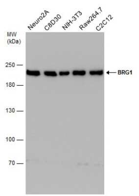 Western Blot: Brg1 Antibody (GT2712) [NBP3-13537]