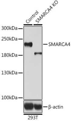 Knockout Validated: Brg1 Antibody - BSA Free [NBP2-92957]