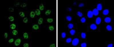 Immunocytochemistry/ Immunofluorescence: Brg1 Antibody (SN20-03) [NBP2-74964]