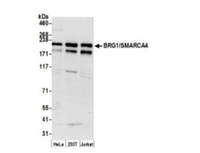 Western Blot: Brg1 Antibody [NB100-2594]