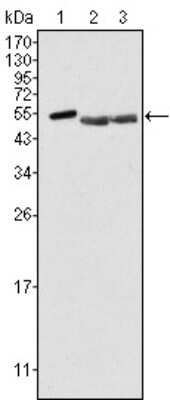 Western Blot: Brk Antibody (2H12B8)BSA Free [NB110-60537]
