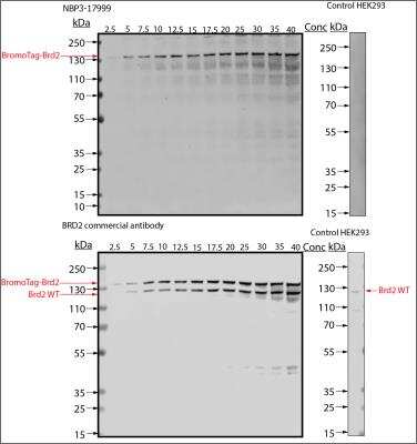 Western Blot: BromoTag Antibody [NBP3-17999]