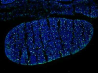 Immunocytochemistry/ Immunofluorescence: Bromodeoxyuridine/BrdU Antibody (29G6.E8) [NBP2-44055]